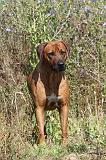 RODESIAN RIDGEBACK 016